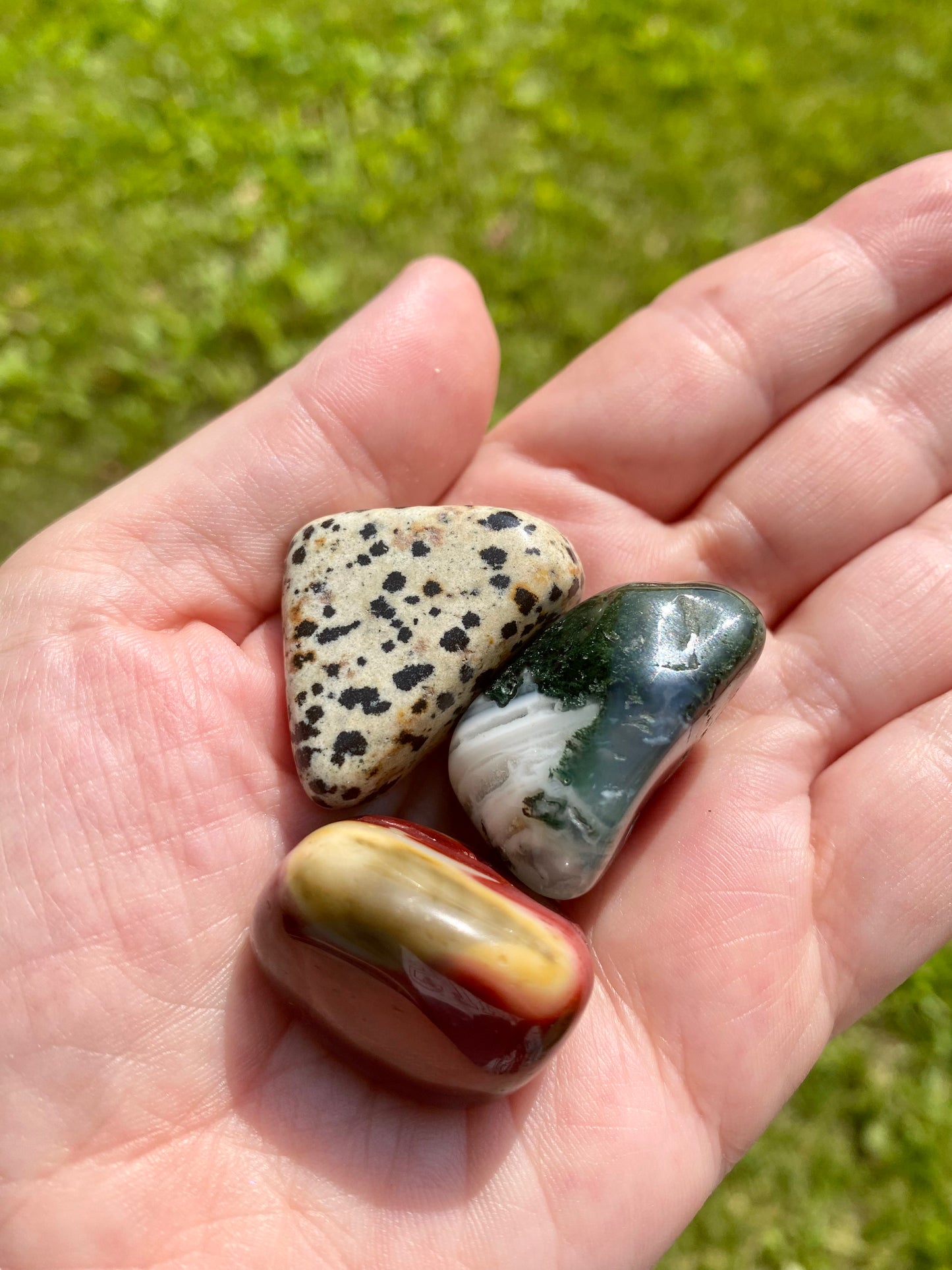Kit Animali e Terra