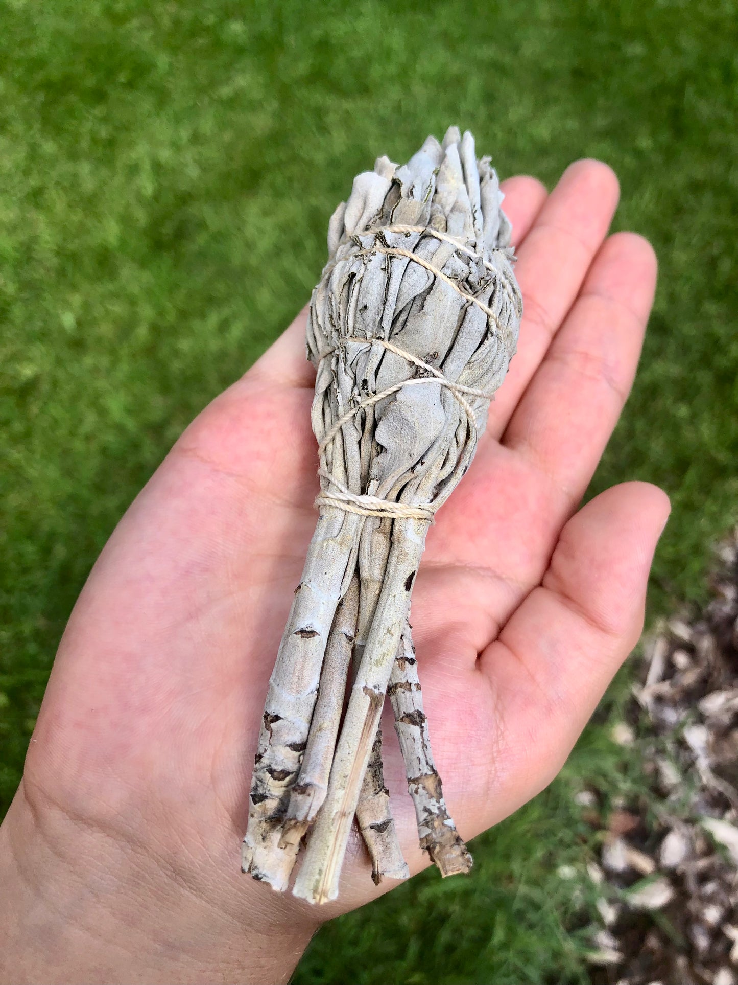 Salvia bianca in smudge