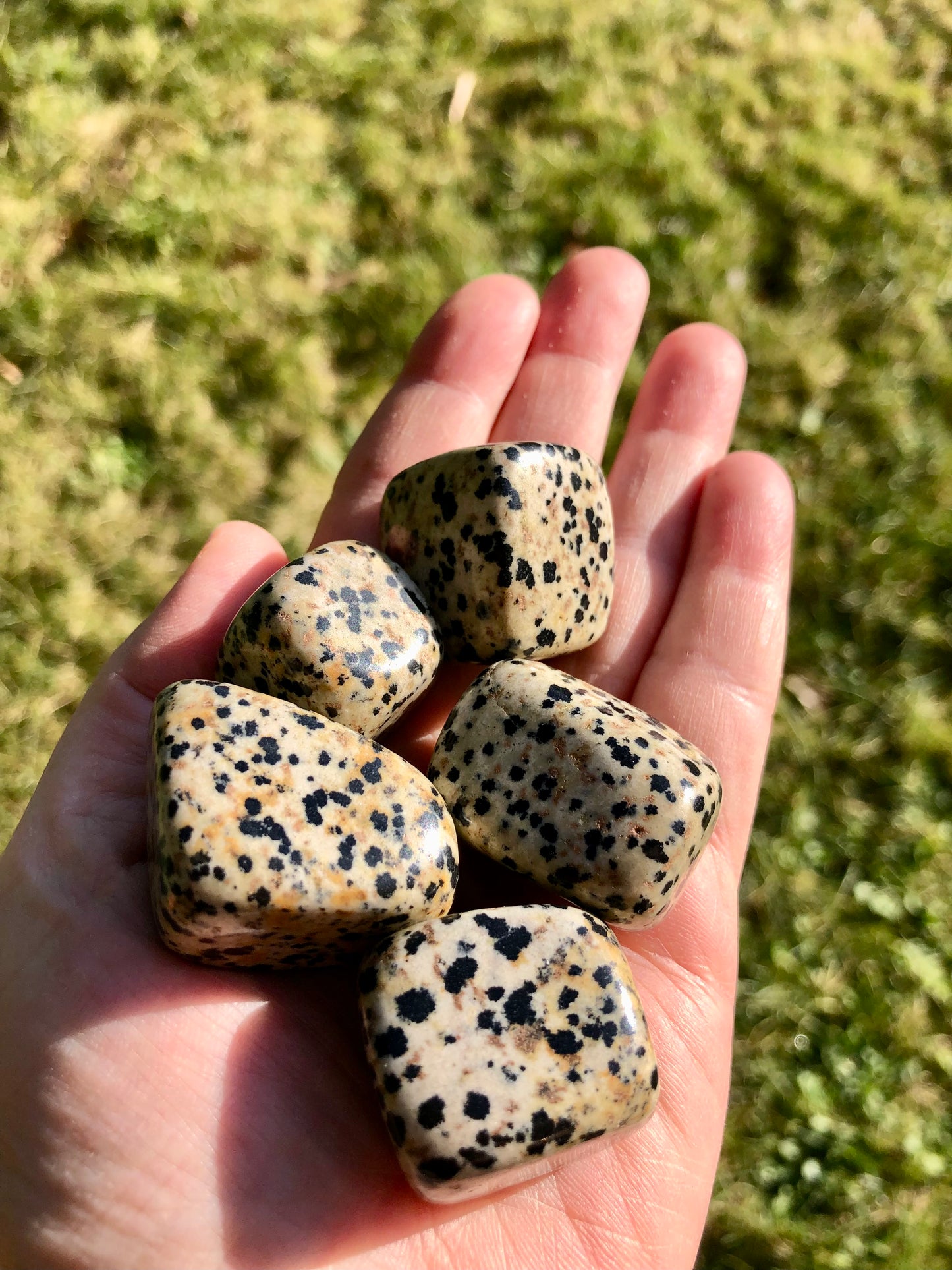Dalmatina